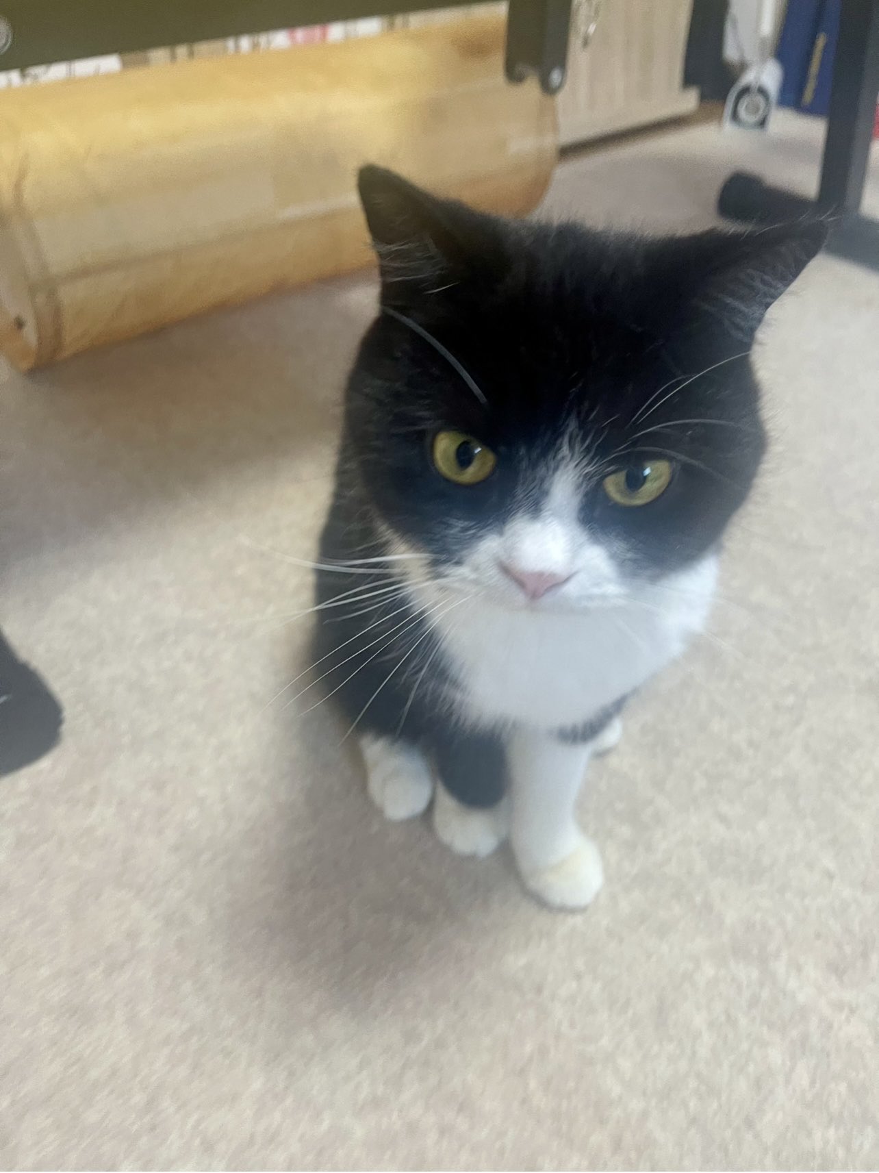 ねこたろう たろう (@taro20216) / X