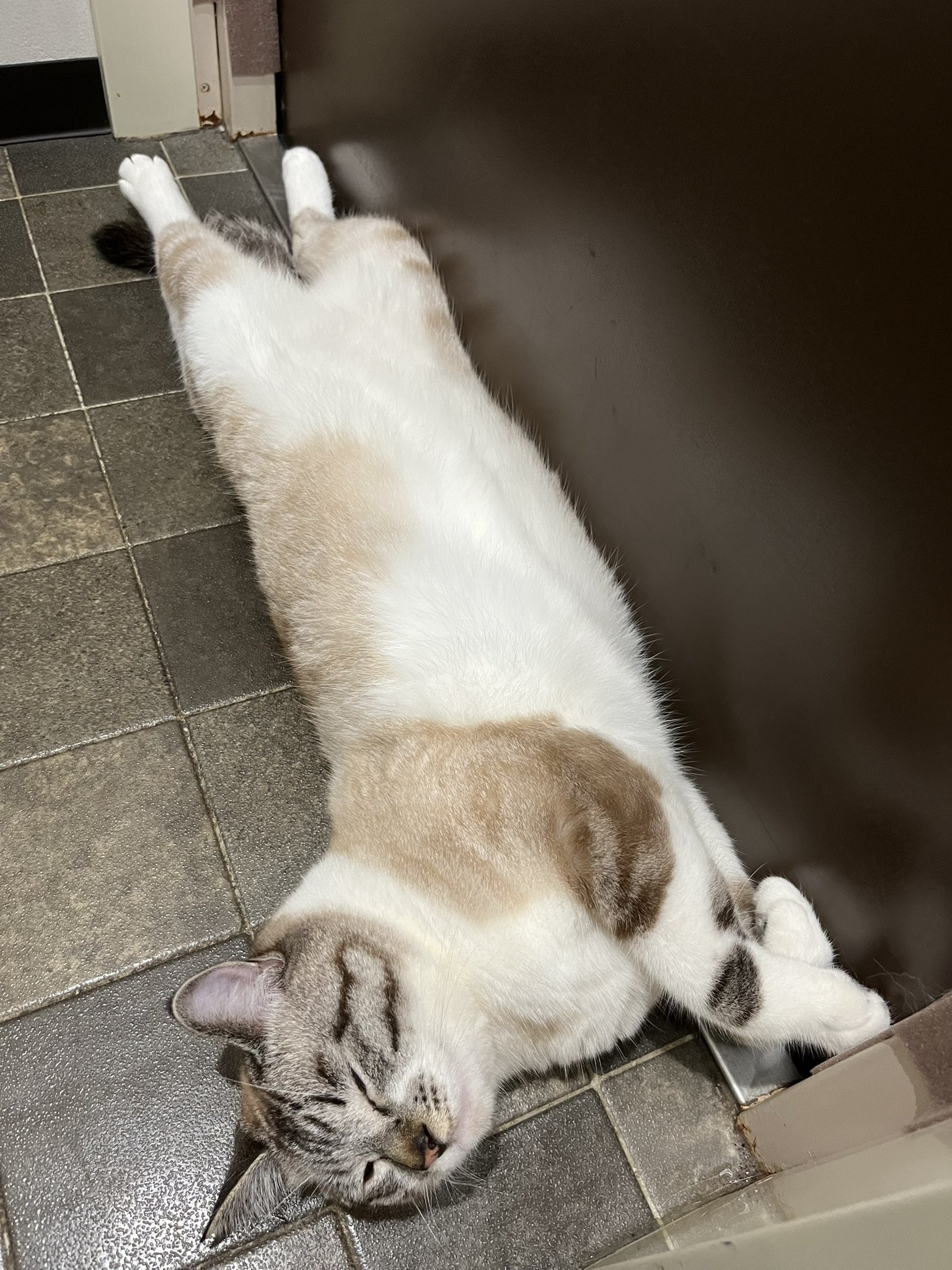 にゃもページ file.jpg
