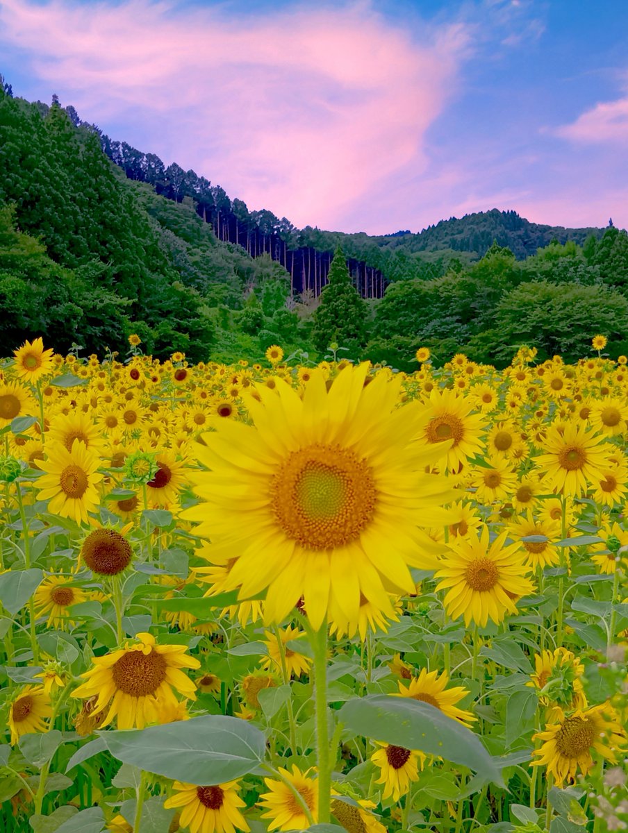 お疲れさまでした🌻