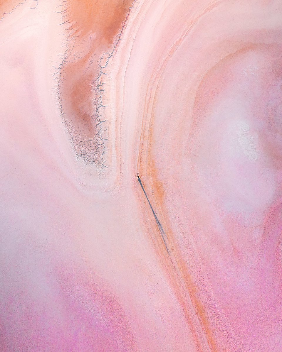 The unique beauty of pink salt lakes and trees ✨