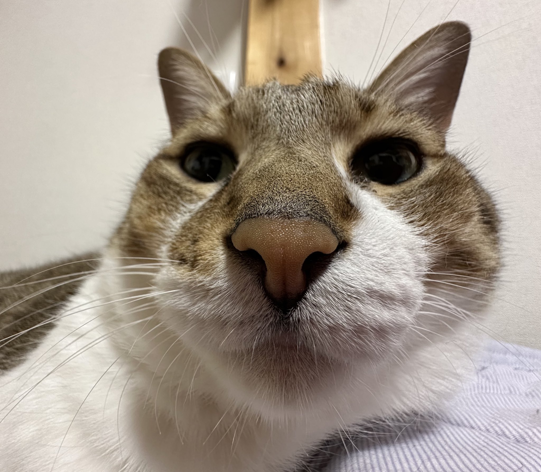 どこかの猫好き 蕗の葉 のせ猫 230618 - YouTube