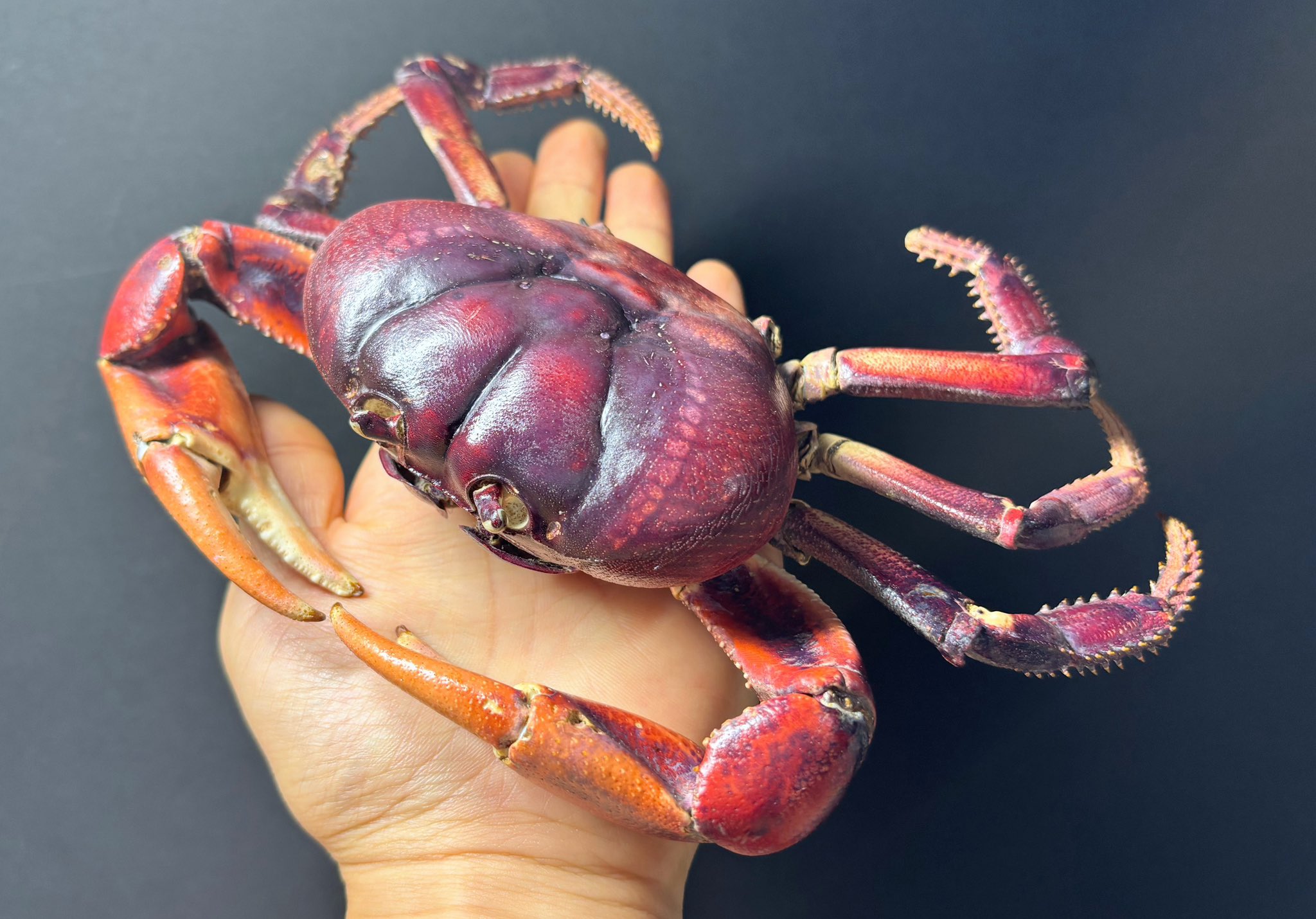 貝標本　エクアドルのバサバサの棘が無数に有る、幻蛤と月夜蛤のハイブリッド系レア種 maxresdefault.jpg?sqp=-