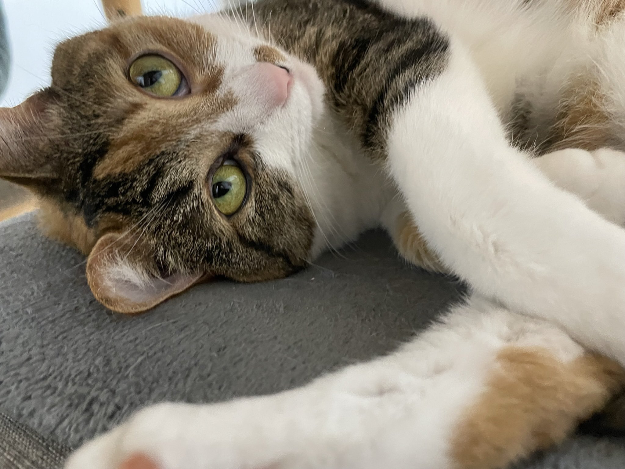 三毛猫ハスラー らん on X: 