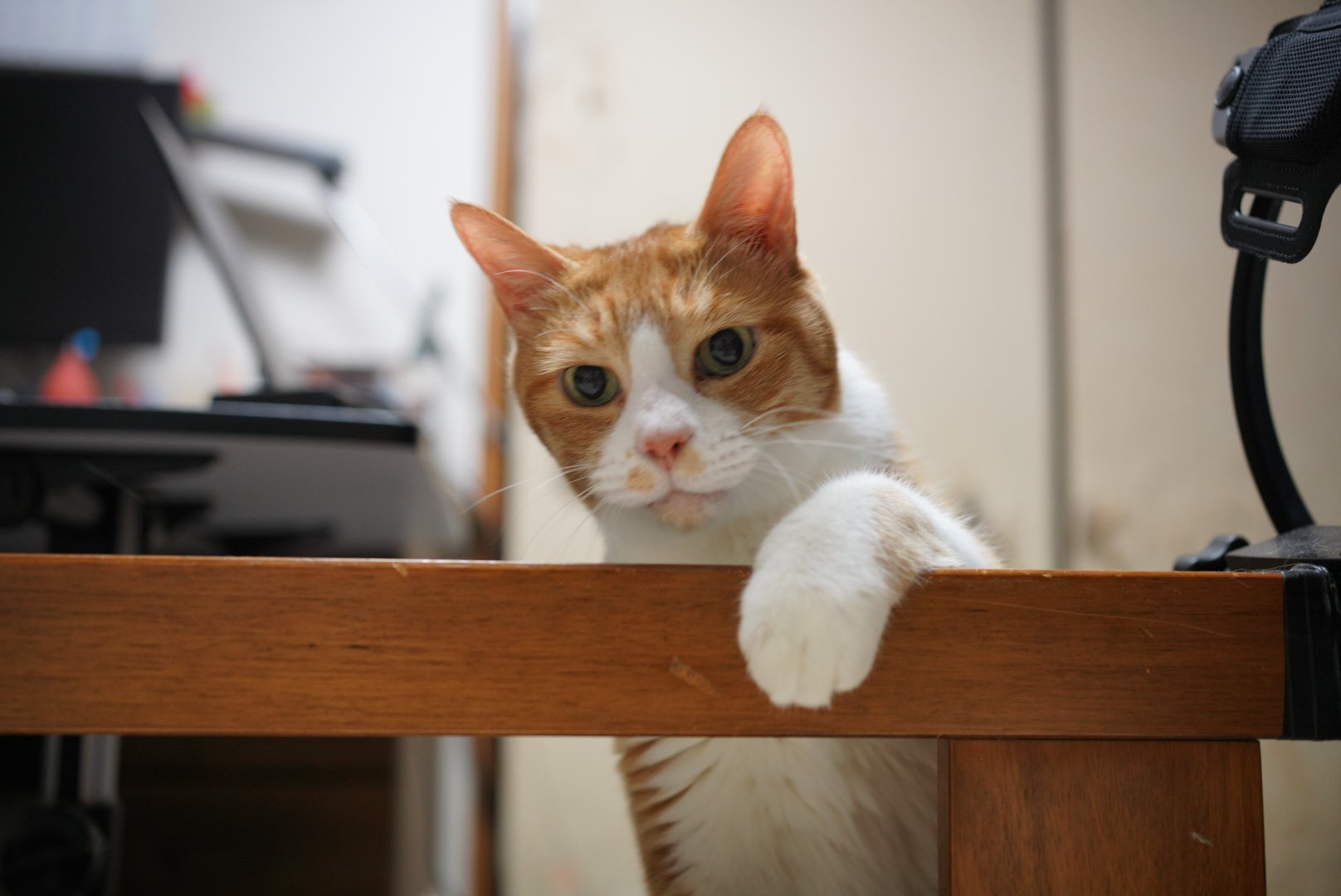 駆け降りる猫 First attempt! A chatty cat trying to jump off a high place