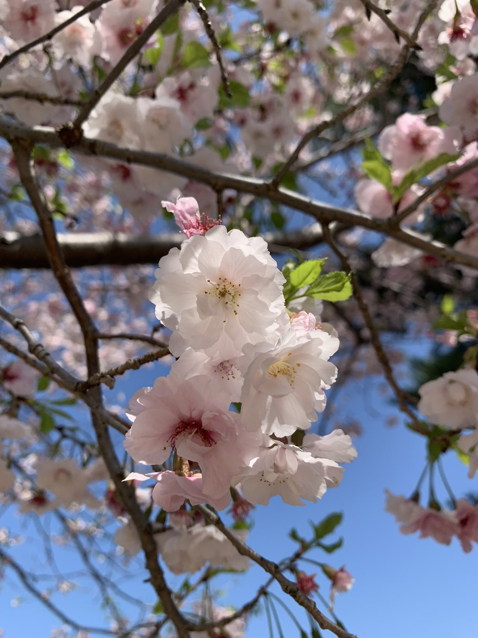 花y…ページ•*¨*•.¸♬︎ 32_marie_i.png