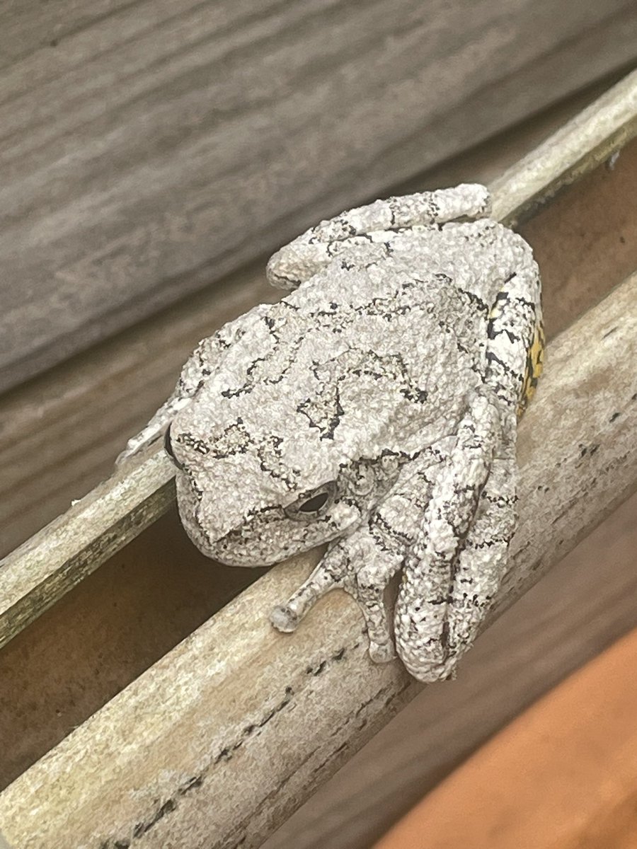 Grey Tree Frogs