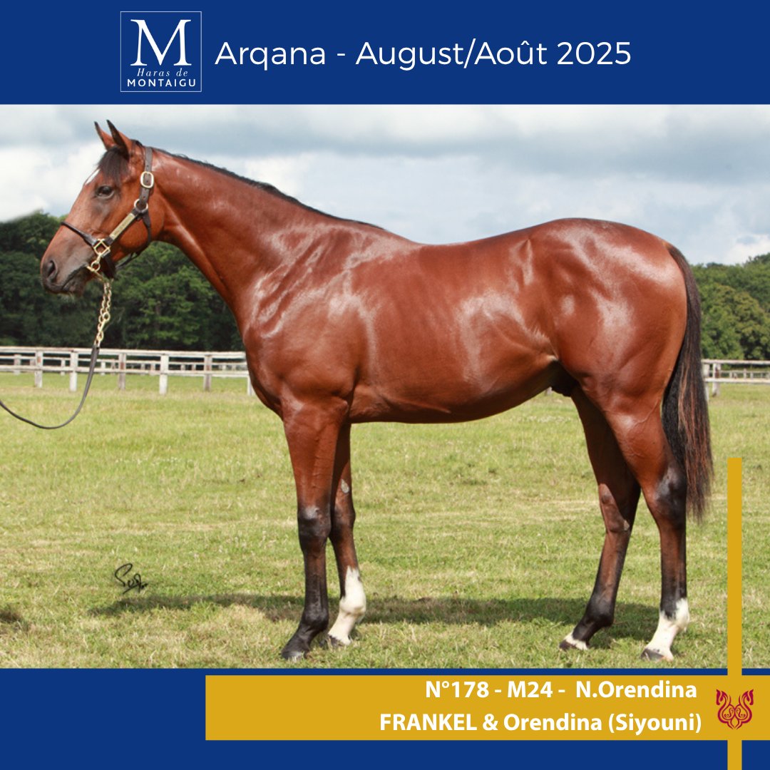 Bred to shine ✨
This outstanding colt by the legendary FRANKEL <a href="/JuddmonteFarms/">Juddmonte</a> is out of Listed winner ORENDINA (Siyouni), herself a daughter of the exceptional YSOLDINA — Gr.1 Poule d’Essai 3rd &amp; dam of Epsom Derby hero WINGS OF EAGLES <a href="/coolmorestud/">Coolmore</a> .
🎥 Video on <a href="/InfoArqana/">ARQANA</a>