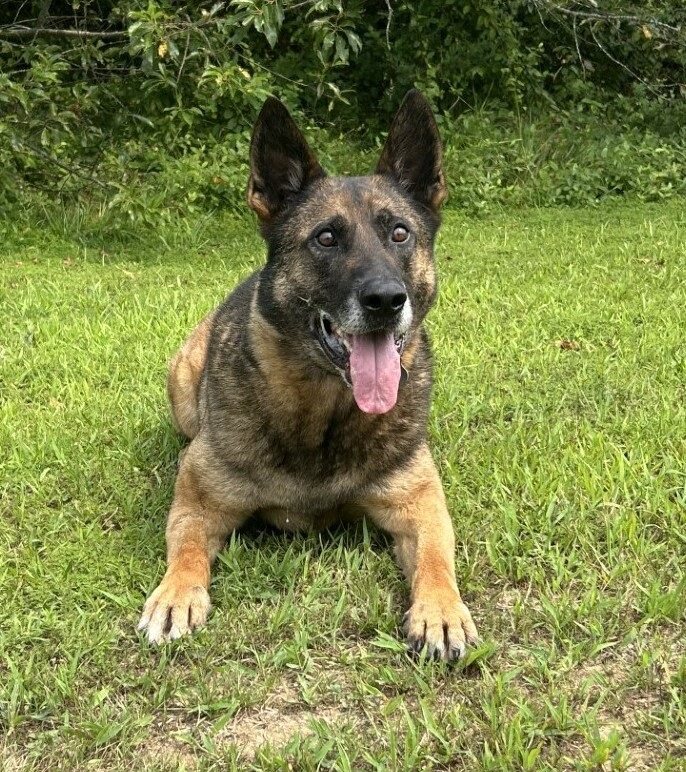 SCPDHq's tweet photo. Join us in wishing K9 Jax a very happy birthday! https://t.co/qywPKPukyx