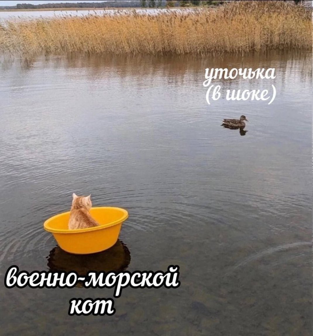 #ИБД (@the_smolny) on Twitter photo 