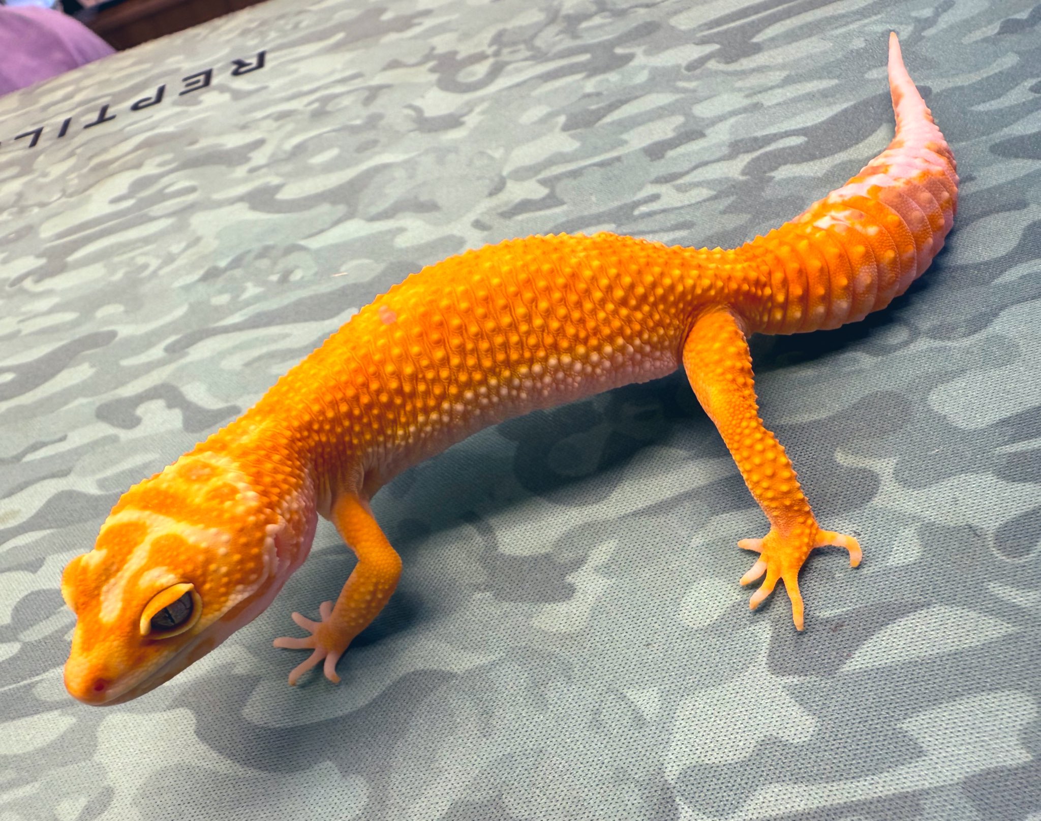 REPTILES TOKYO 秋葉原本店 on X: 
