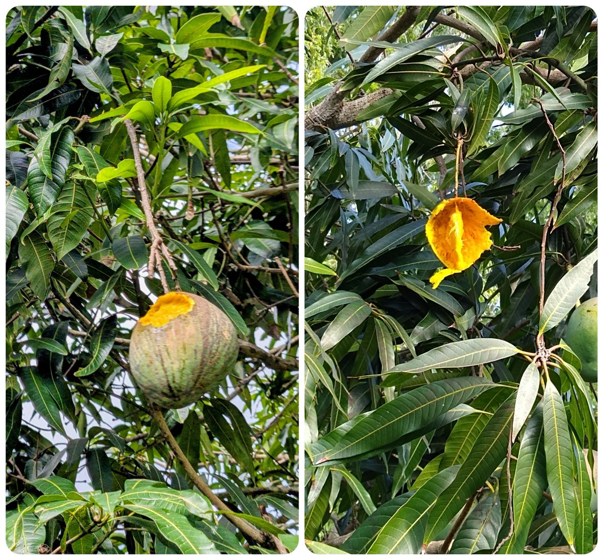The squirrels and raccoons in my yard eat the mangos on my tree differently. When you eat Scripture, which ones do you resemble?
open.substack.com/pub/avapenning…