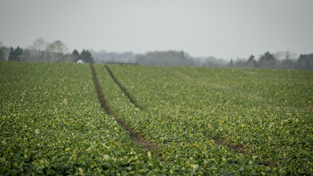 Et 'spørgsmål om suverænitet', når udenlandske selskaber køber dansk landbrugsjord for millioner nyheder.tv2.dk/business/2025-…