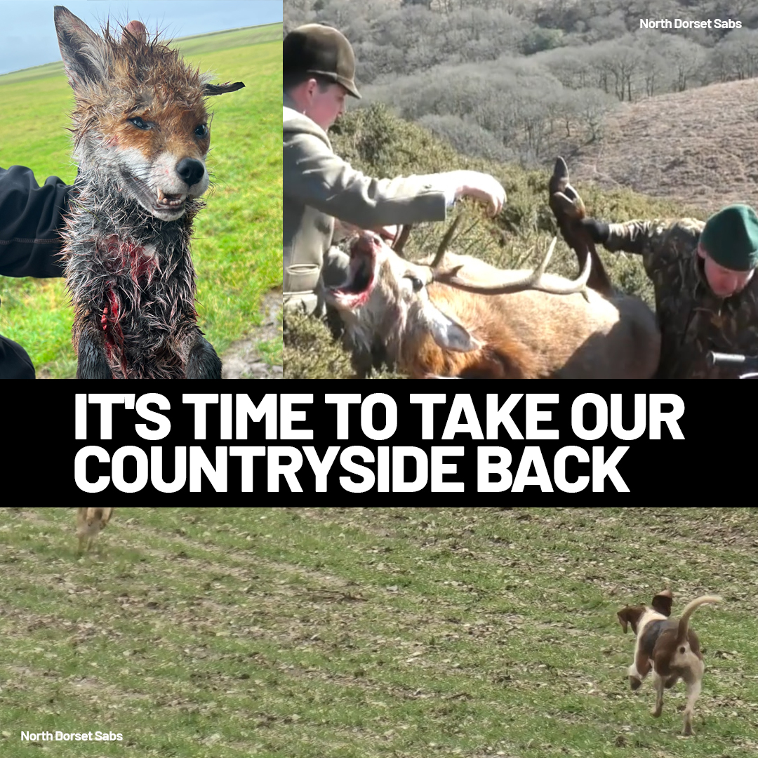 For centuries the British countryside has been a playground for bloodsport enthusiasts, killing any animal in sight. We're sick of it, join our growing movement to protect British wildlife.