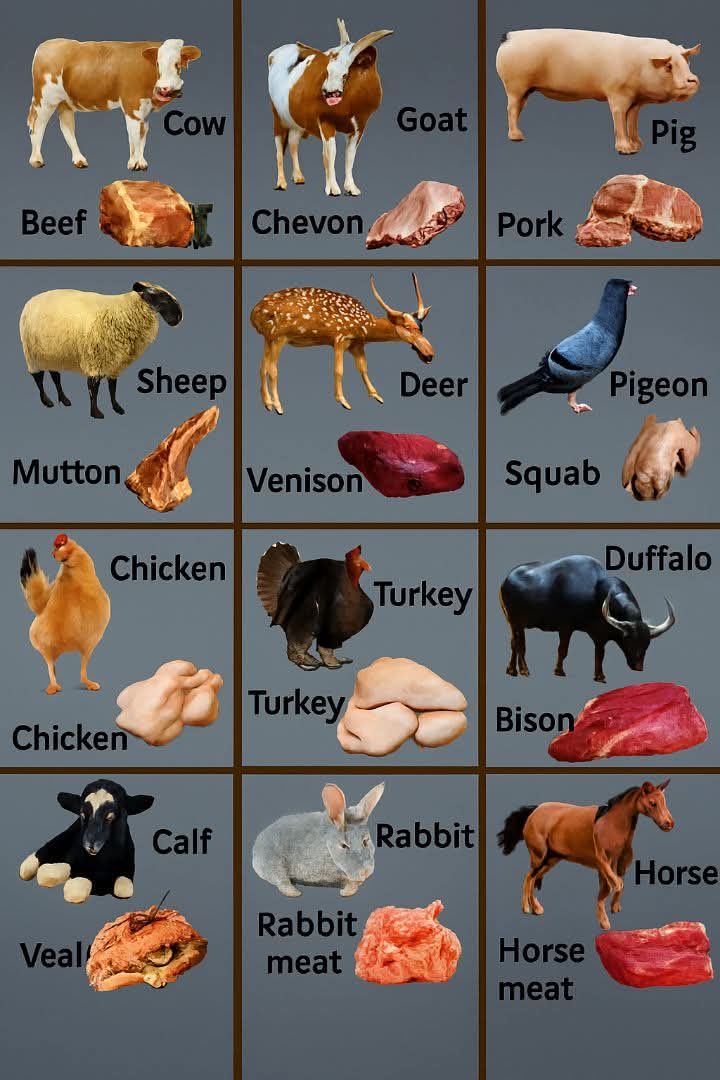 #Bon_à_savoir 

LES ANIMAUX ET LEURS NOMS DE VIANDE

1. Vache – Bœuf
2. Cochon – Porc
3. Chèvre – Chevon
4. Mouton – Mouton
5. Veau
6. Poulet – Poulet
7. Turquie – Turquie
8. Canard – Canard
9. Lapin – Viande de lapin
10. Cerf – Venaison
11. Buffle – Bison
12. Cheval – Viande de
