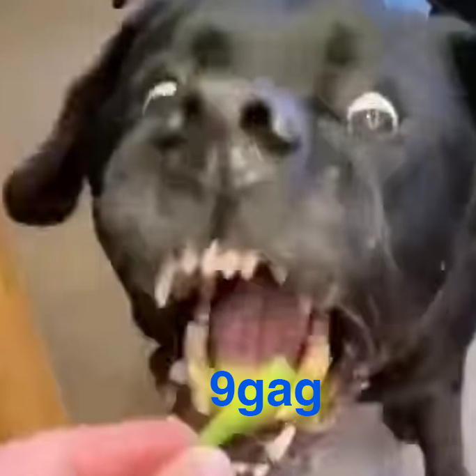 when the ca ends with 9gag