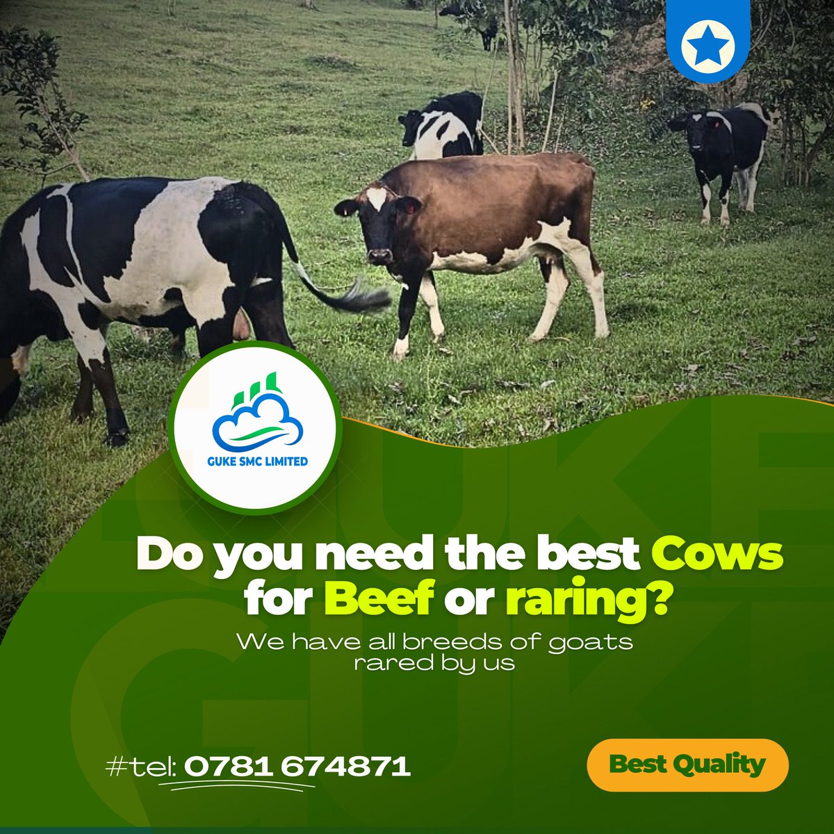 Our farm is unmatched 🫡 Well feed cows and price friendly 👌 Ladies and Gentlemen GUKE is here to give you that type of cow(s) you are looking for.

#GUKEFarm #Cows