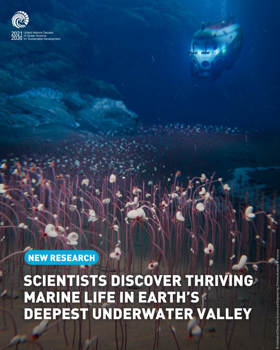 🔵JUST PUBLISHED: As part of the Global Hadal Exploration Programme, an #OceanDecade initiative led by China, researchers have found the deepest colony of creatures ever to be observed.

👉Read more: ow.ly/fALl50WBgTR
👉Learn more about the GHEP: ow.ly/CmSq50WBgTQ