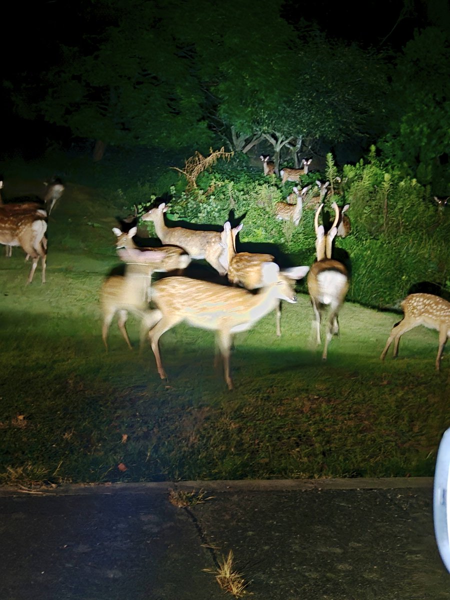 姫路城から10km圏内の国道で奈良公園を思わせるような鹿の量。山の乾燥が進むのも納得