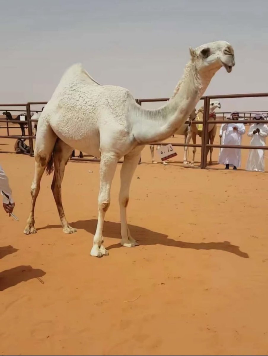 ودك انك لا تبدويت والا لاشريت 
ما تدور مع هل البوش غير أمثالها ..

مساء الخير 🤚🏼