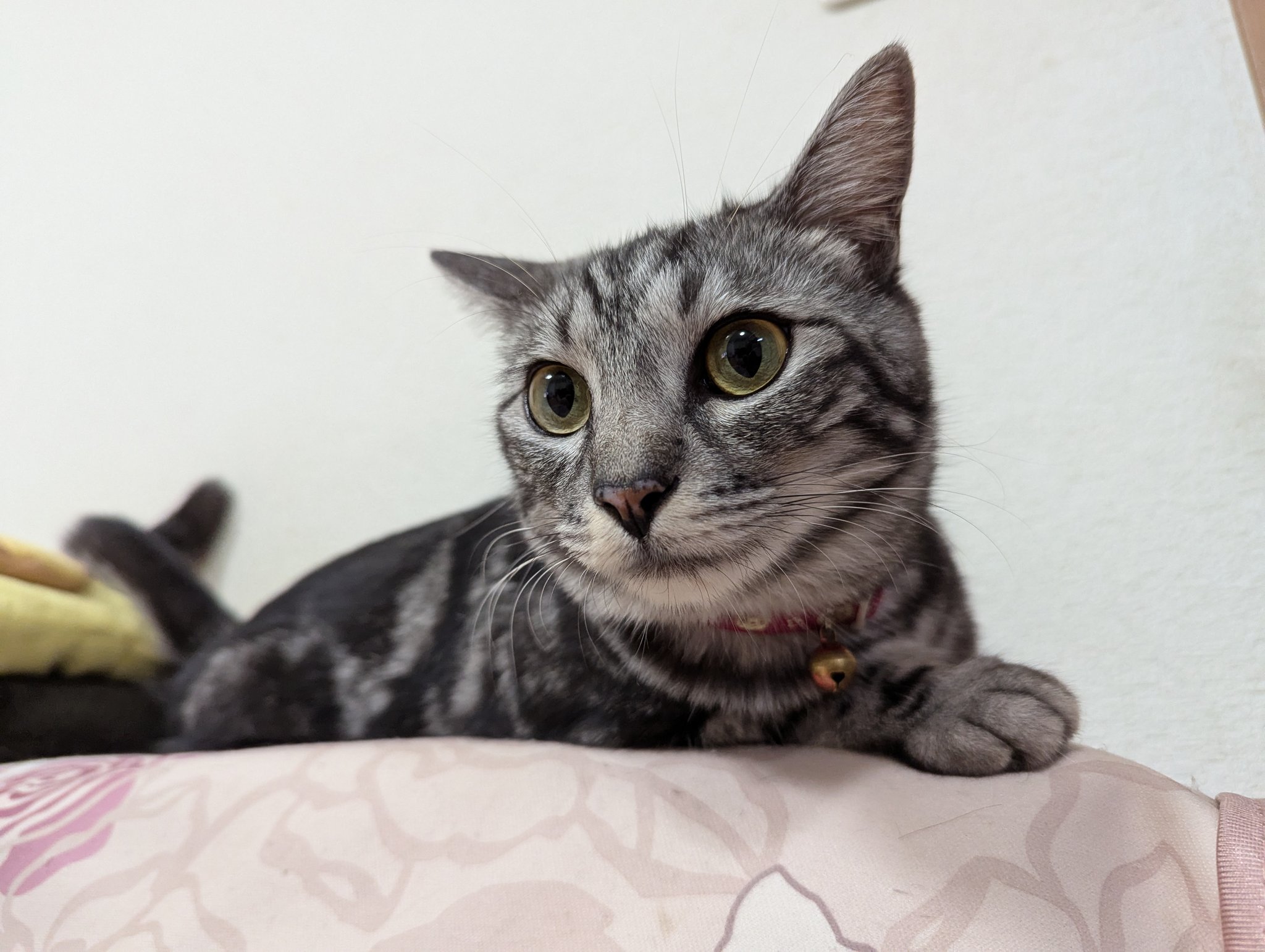 猫ババ v8nbsw6g_05_Rz0645t4_720x.jpg?