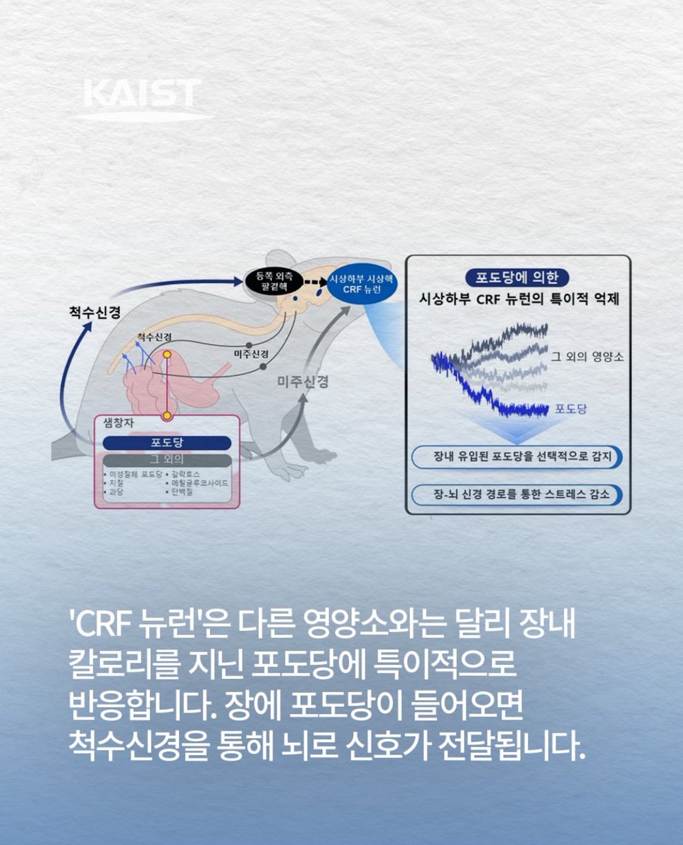KAIST Life Sciences and Professor Seo Sungbae's research team of Bio and Brain Engineering, Professor Park Young-wook, Professor Lee Seung-hee's team of Life Sciences, and in cooperation with the Albert Einstein College of Medicine, the New York, identified the existence of