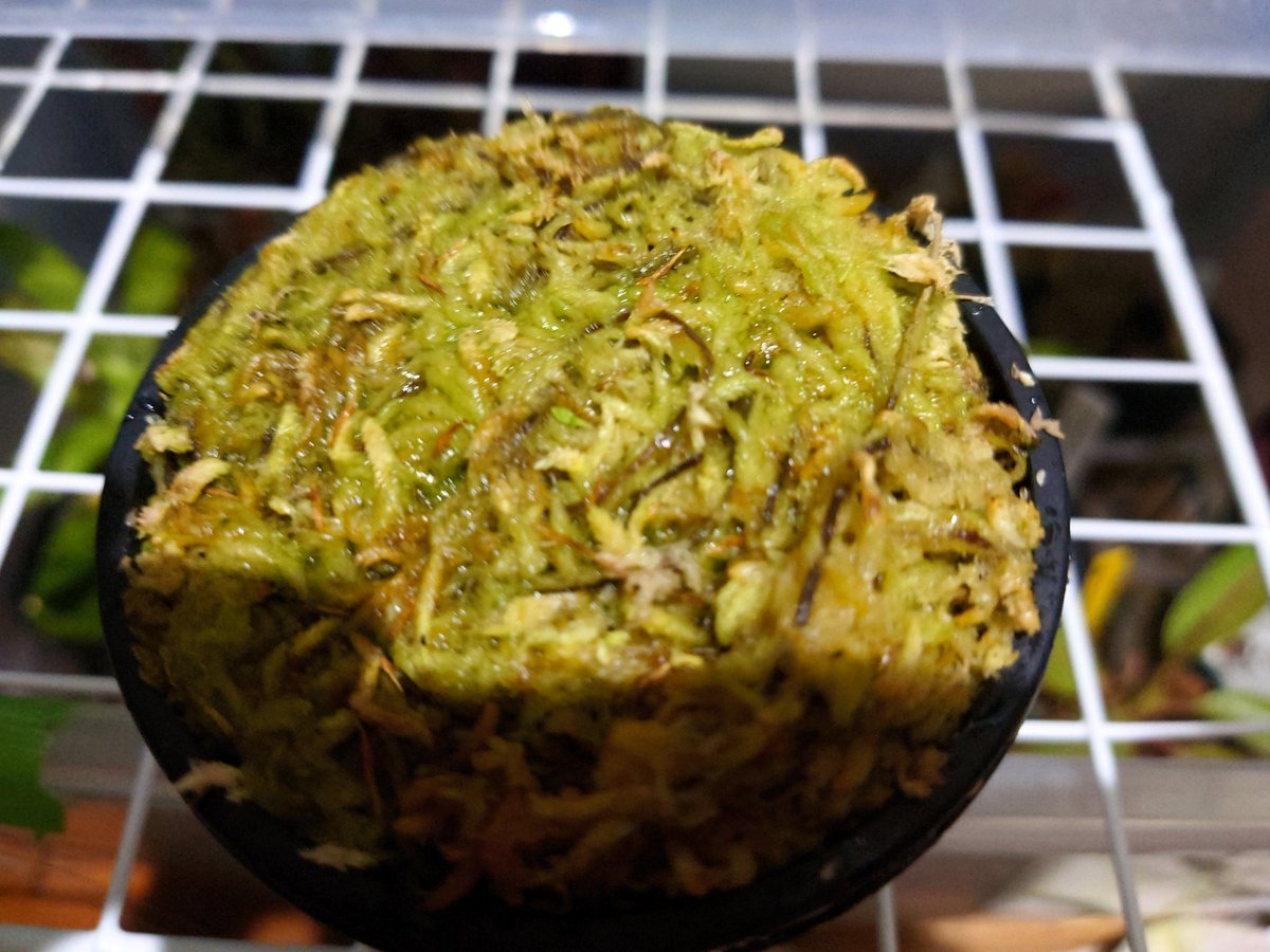 食虫植物太郎 (@syokutyusyokbu) on Twitter photo edwardsianaの種から芽が出た!! edwardsianaの種から芽が出た!!