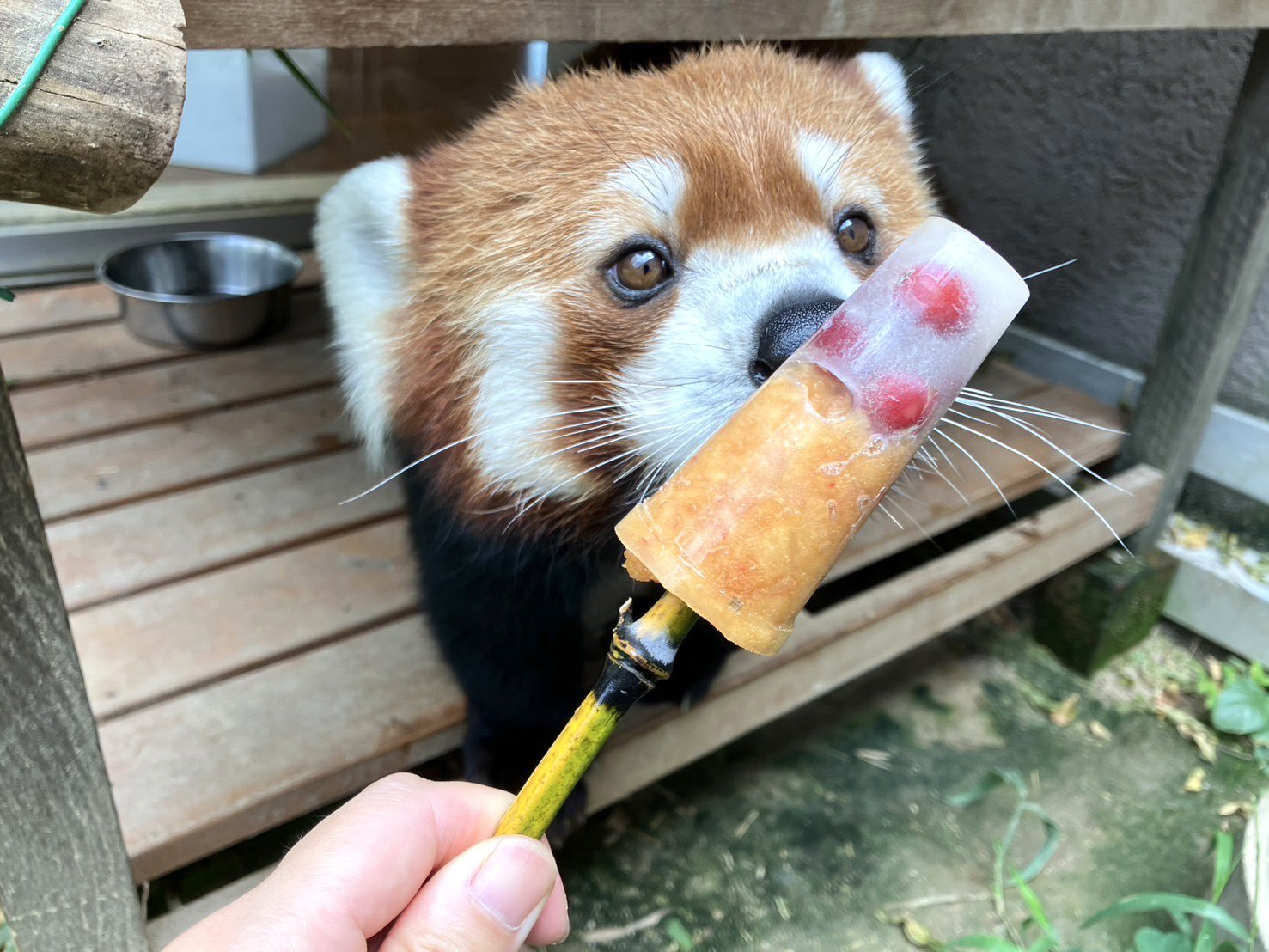 周南市徳山動物園　レッサーパンダ　キーホルダー　山口県　刺繍　zoo　ルールー 周南市徳山動物園 レッサーパンダ キーホルダー 山口県 刺繍 zoo