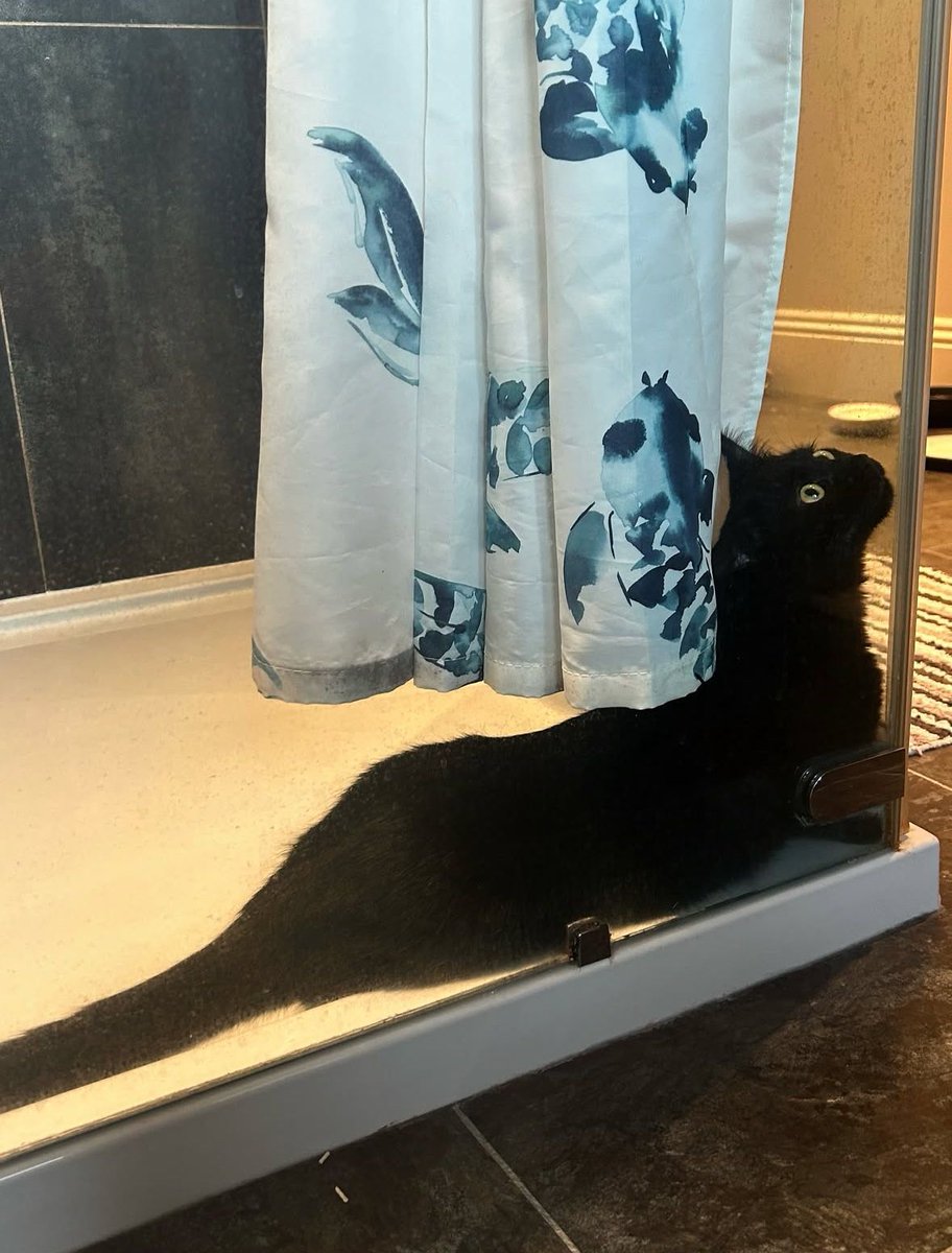 Black cats are not bad luck (@visualscat) on Twitter photo 