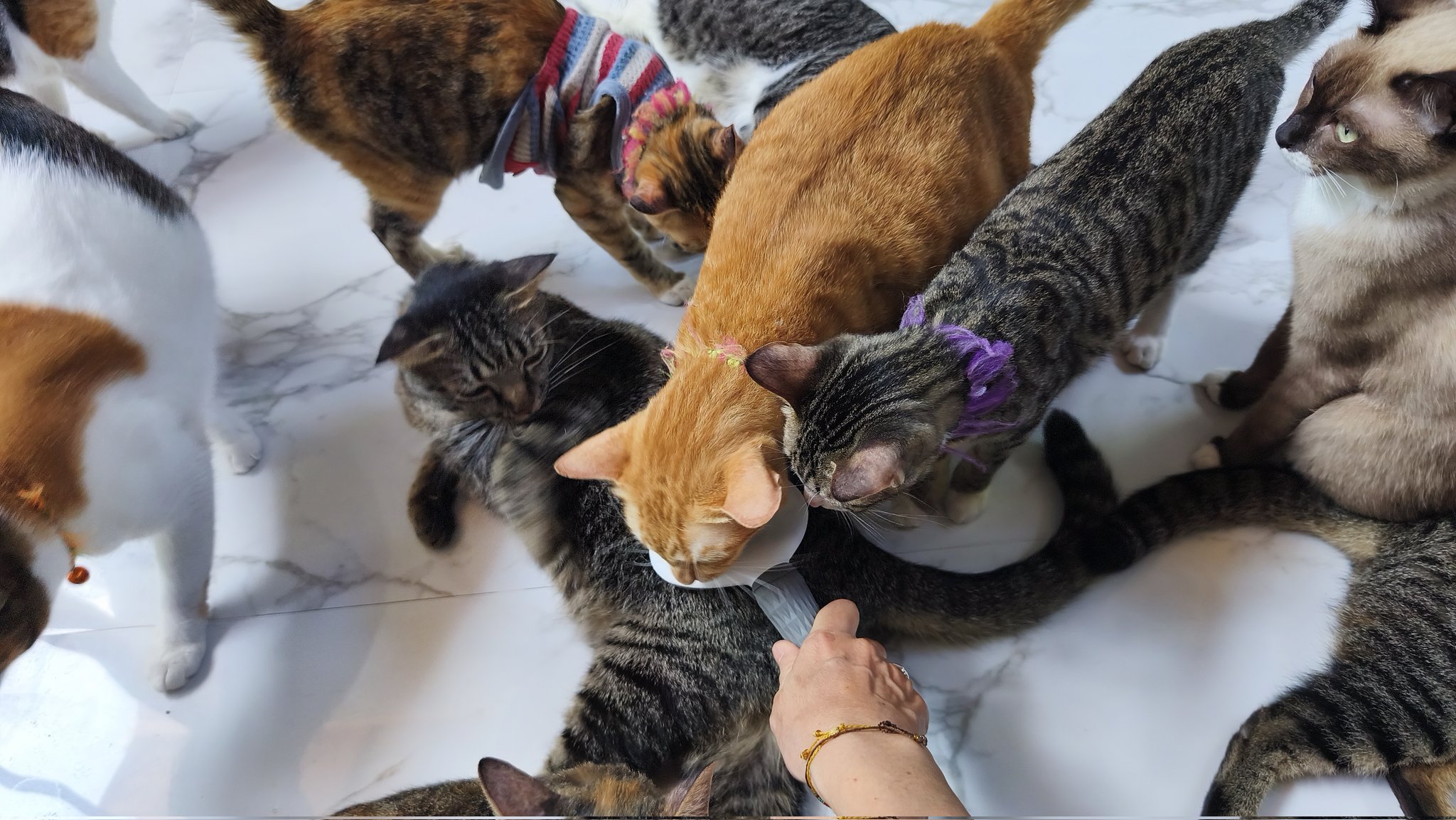 ふらんすねこ@ゆっくり対応＆ゆっくり発送　準備中 It's been a year since I started protecting cats - YouTube