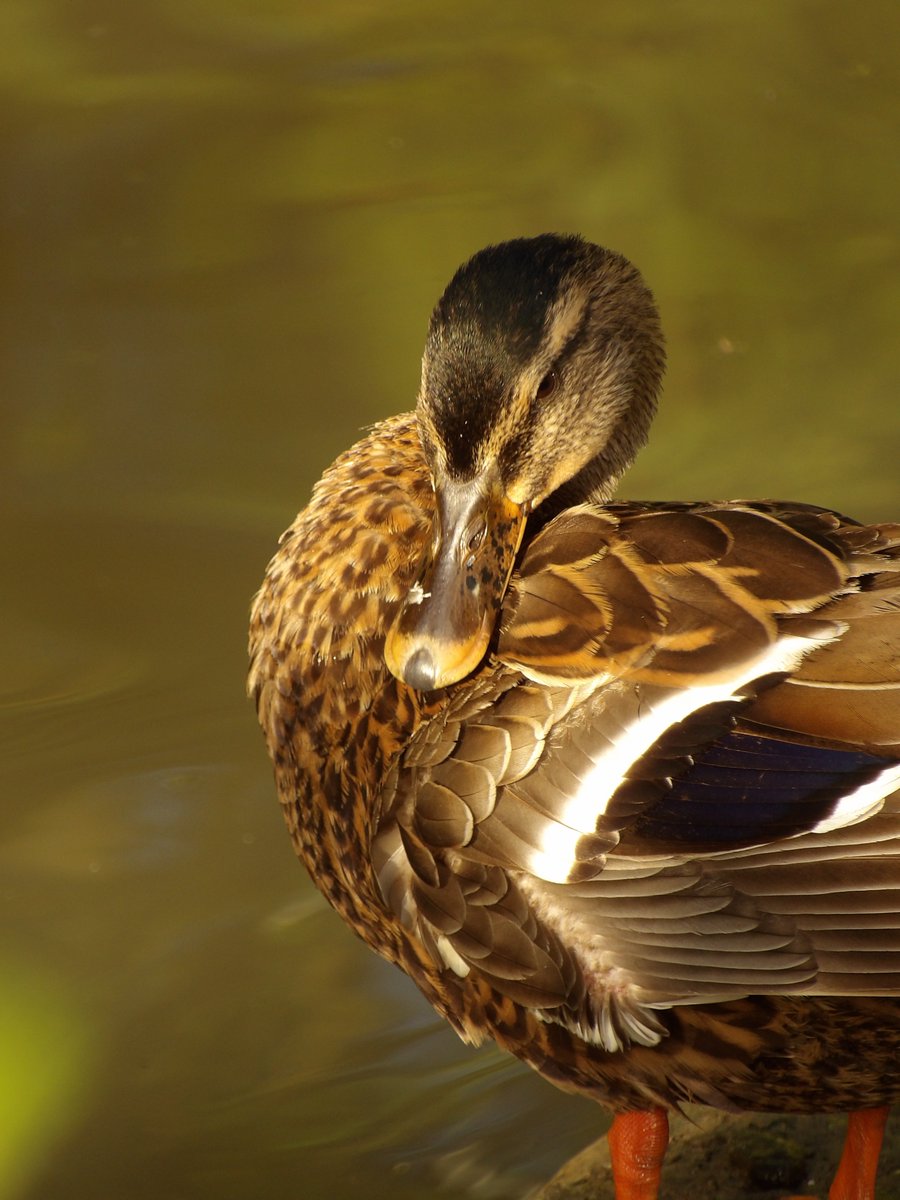 Kévin Depois tweet media