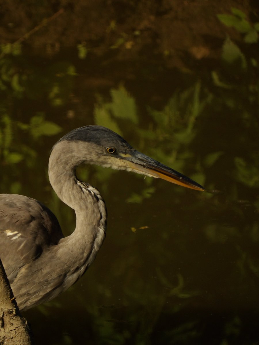 Kévin Depois tweet media