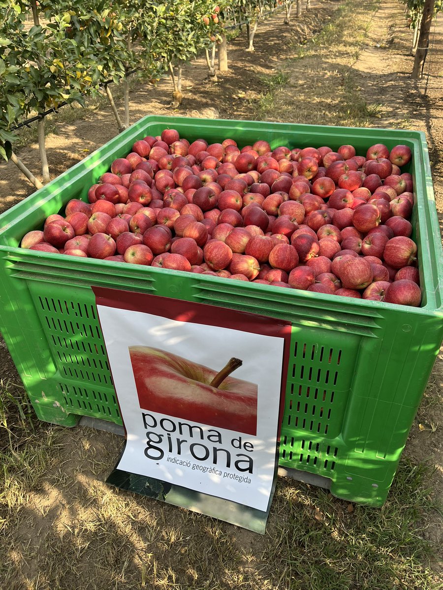 Conençem campanya!
Mengeu pomes!!
POMA DE GIRONA!!
Bon dia a tothom que ho vulgui!!😘😘