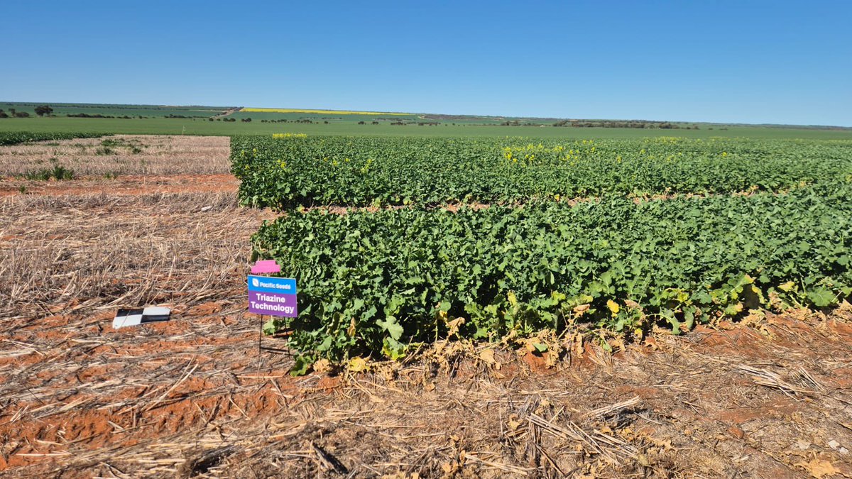 Justin Kudnig (@captaincanola) on Twitter photo 2025 Mullewa WA, <a href="/grantcropcircl1/">Grant Thompson</a> <a href="/jsawyer97/">Jack Sawyer</a> managing a fantastic <a href="/PacificSeeds/">Pacific Seeds</a> #Hyola Innovation Systems Technology Trial so that we can get more local data for local growers. #IndustryLeaders <a href="/AgingAgro/">Andrew Heinrich</a> <a href="/Ella201093/">Ella McDonald</a> <a href="/FotiouMila/">Mila Fotiou</a> <a href="/hurgl1/">Tim Wilmshurst</a> <a href="/schilgee/">iKarl iSchilg</a> <a href="/danrollsroyce/">Dan Rolls</a> #HyolaRegimentXC 2025 Mullewa WA, <a href="/grantcropcircl1/">Grant Thompson</a> <a href="/jsawyer97/">Jack Sawyer</a> managing a fantastic <a href="/PacificSeeds/">Pacific Seeds</a> #Hyola Innovation Systems Technology Trial so that we can get more local data for local growers. #IndustryLeaders <a href="/AgingAgro/">Andrew Heinrich</a> <a href="/Ella201093/">Ella McDonald</a> <a href="/FotiouMila/">Mila Fotiou</a> <a href="/hurgl1/">Tim Wilmshurst</a> <a href="/schilgee/">iKarl iSchilg</a> <a href="/danrollsroyce/">Dan Rolls</a> #HyolaRegimentXC