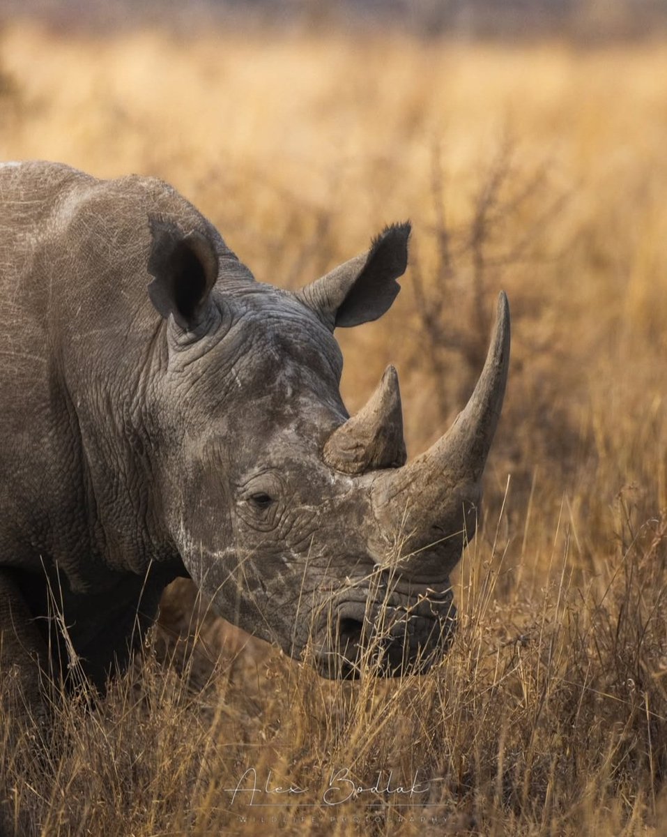 SueSpurgin's tweet image. DYK a #rhino is #poached every 15 hours, roughly 1.6 #rhinos killed per day? For a horn made of keratin—no different from our nails. This one could be next. Not tomorrow. Today.
Their horn isn't a cure. It’s a death sentence! When the buying STOPS the killing can too! 🦏⏰️⌛️