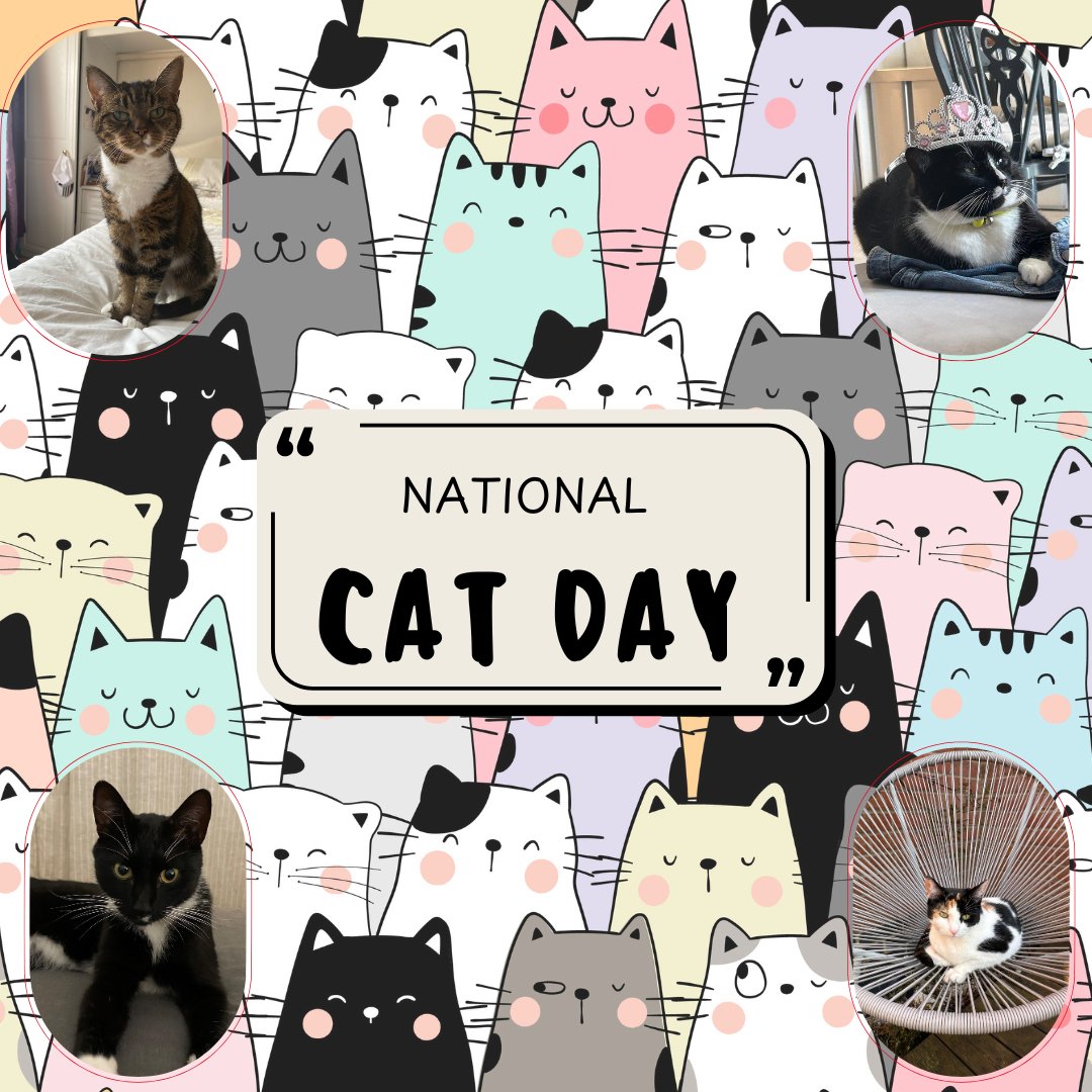 🐾🐈It’s National Cat Day! 🐾🐱

Shoutout to all the cats out there living their best lives. here is some of #TeamTranslinks furry feline friends... 💜

We know a lot of you are proud cat parents. Drop a pic of your cat in the comments and tell us their name 😻👇
