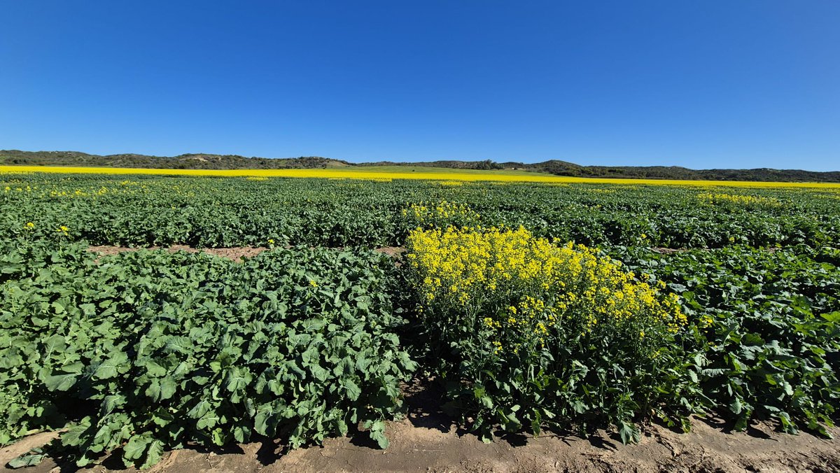 Justin Kudnig (@captaincanola) on Twitter photo Greenough WA Monster plots squashing the signs with bulking yield. New <a href="/PacificSeeds/">Pacific Seeds</a> genetics is soon to set new benchmarks unseen before in Australia 👀 for New TruFlex, CL, CT, XC & TT hybrids !!. <a href="/AgingAgro/">Andrew Heinrich</a> <a href="/grantcropcircl1/">Grant Thompson</a> <a href="/jsawyer97/">Jack Sawyer</a> <a href="/Ella201093/">Ella McDonald</a> <a href="/FotiouMila/">Mila Fotiou</a> <a href="/hurgl1/">Tim Wilmshurst</a> <a href="/schilgee/">iKarl iSchilg</a> Greenough WA Monster plots squashing the signs with bulking yield. New <a href="/PacificSeeds/">Pacific Seeds</a> genetics is soon to set new benchmarks unseen before in Australia 👀 for New TruFlex, CL, CT, XC & TT hybrids !!. <a href="/AgingAgro/">Andrew Heinrich</a> <a href="/grantcropcircl1/">Grant Thompson</a> <a href="/jsawyer97/">Jack Sawyer</a> <a href="/Ella201093/">Ella McDonald</a> <a href="/FotiouMila/">Mila Fotiou</a> <a href="/hurgl1/">Tim Wilmshurst</a> <a href="/schilgee/">iKarl iSchilg</a>