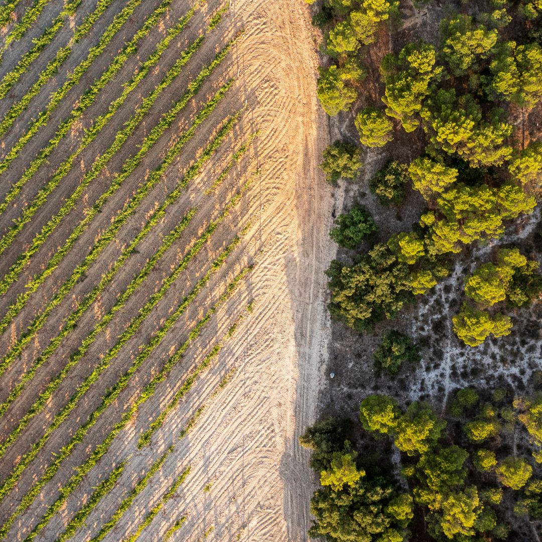 TVegaSicilia's tweet photo. Desde 1991, Alión ha construido su identidad en torno a una idea clara: celebrar la diversidad de la Ribera del Duero a través de un vino que refleje su alegría, riqueza y equilibrio.
#Alion #RiberadelDuero #bodega
https://t.co/DE3yVBwWso https://t.co/yNdnSUEEYg