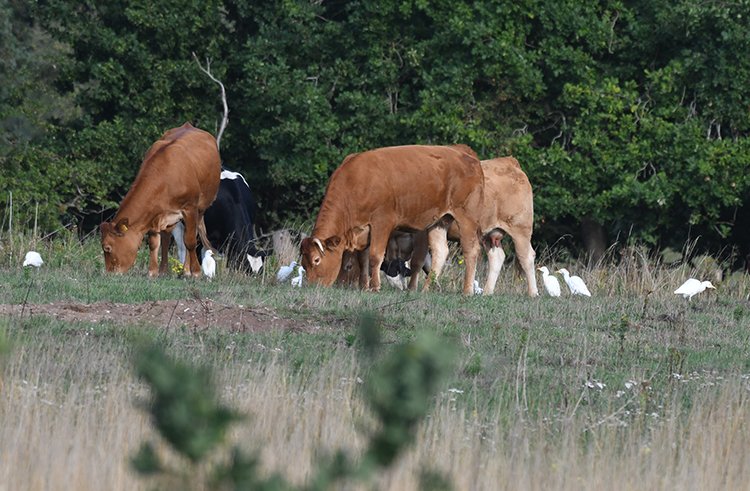NeilCalbrade's tweet image. Since our first record as recently as 2022, and with only 6 records since, it was nice to find a flock of 12 Cattle Egrets this morning on the Nunnery Lakes, though I'm sure this scene will be a regular feature in years to come!