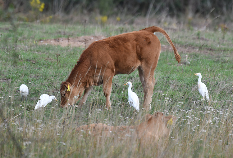 Since our first record as recently as 2022, and with only 6 records since, it was nice to find a flock of 12 Cattle Egrets this morning on the Nunnery Lakes, though I'm sure this scene will be a regular feature in years to come!
