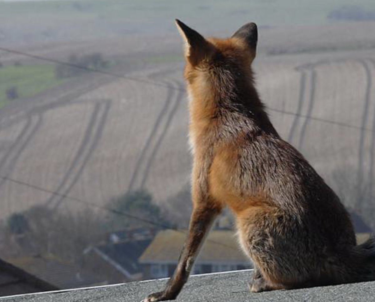 It was very still &amp; the sky was the dull silver of a mermaid's mirror. The swifts who nested in the thatch were leaving that night, flying to Madrid, then south, south, south across the Sahara, carrying tales of Old Fox’s cottage, tales of love, of sickness, of fear, of hope.