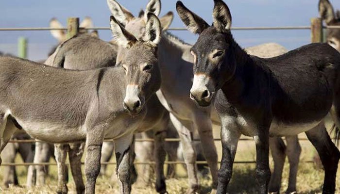 یہ کس پارٹی کے سپورٹرز ہیں؟