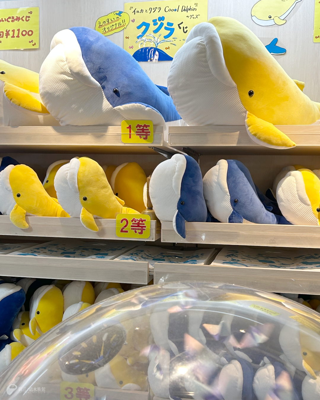 カワウソくじ - Search / X 新江ノ島水族館 えのすい カワウソ