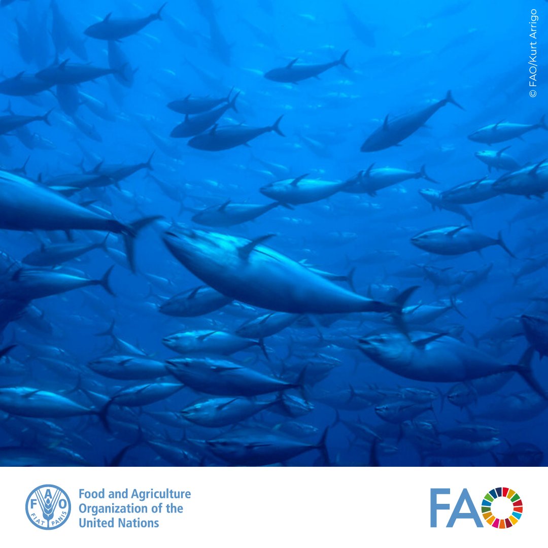 FAO Family Farming (@faoffkp) on Twitter photo 📰 Looking for news about fair fisheries, healthy seas and vibrant fishing communities?
🎣Check out the newsletter from The Low Impact Fishers of Europe, <a href="/LIFEplatformEU/">Low Impact Fishers of Europe</a>
Read more here ➡️tinyurl.com/2s3tyjr5 📰 Looking for news about fair fisheries, healthy seas and vibrant fishing communities?
🎣Check out the newsletter from The Low Impact Fishers of Europe, <a href="/LIFEplatformEU/">Low Impact Fishers of Europe</a>
Read more here ➡️tinyurl.com/2s3tyjr5