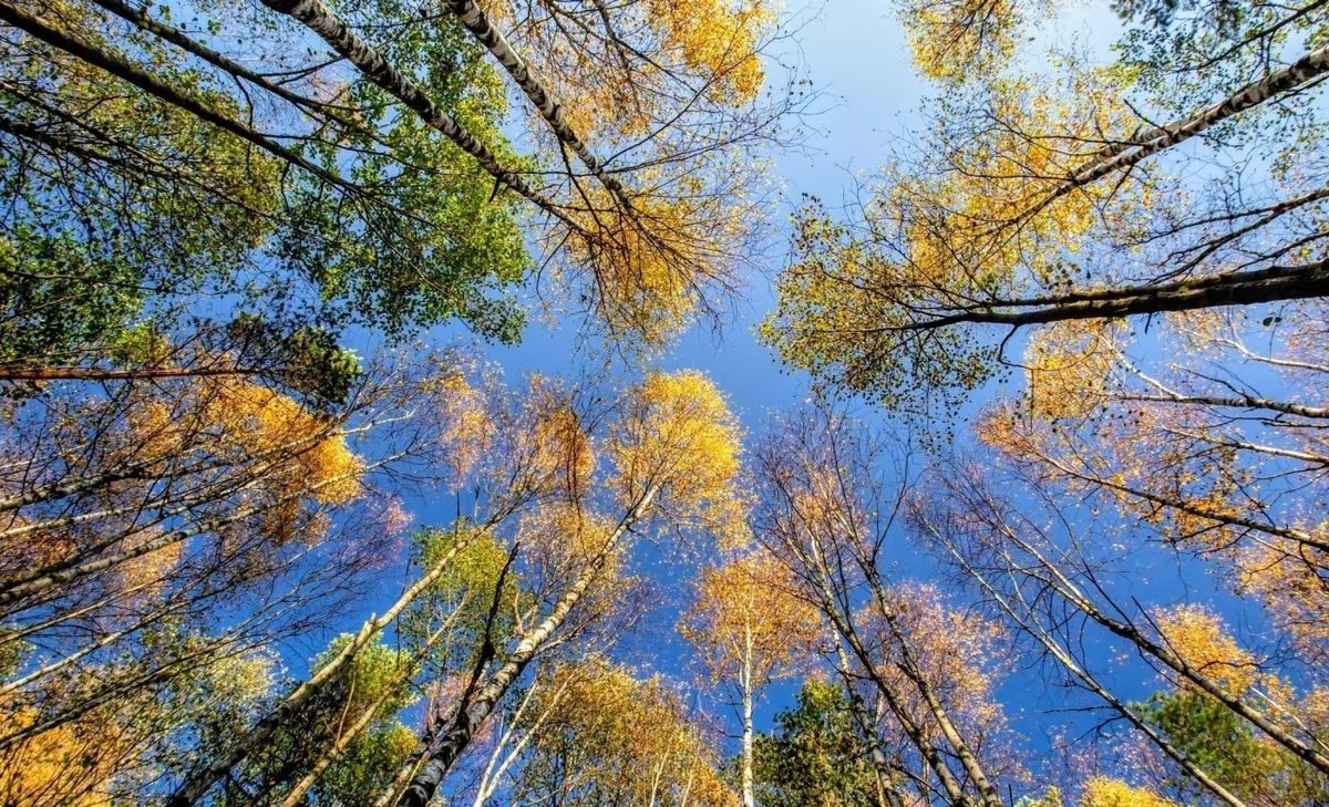 Biodiversity and Green Foundation tweet media