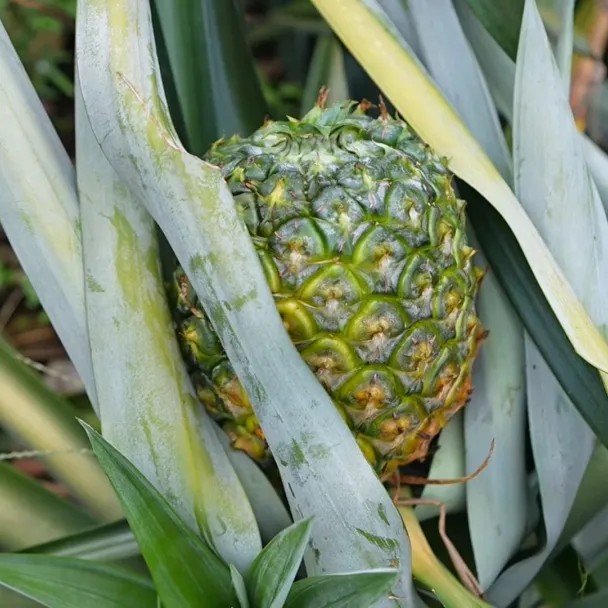 Over 26.7 hectares of tropical pineapples are ready to pick in Ruilian Village of Baita Town, south China’s Guangdong, filling hearts with sweet joy and promise of a prosperous harvest season.