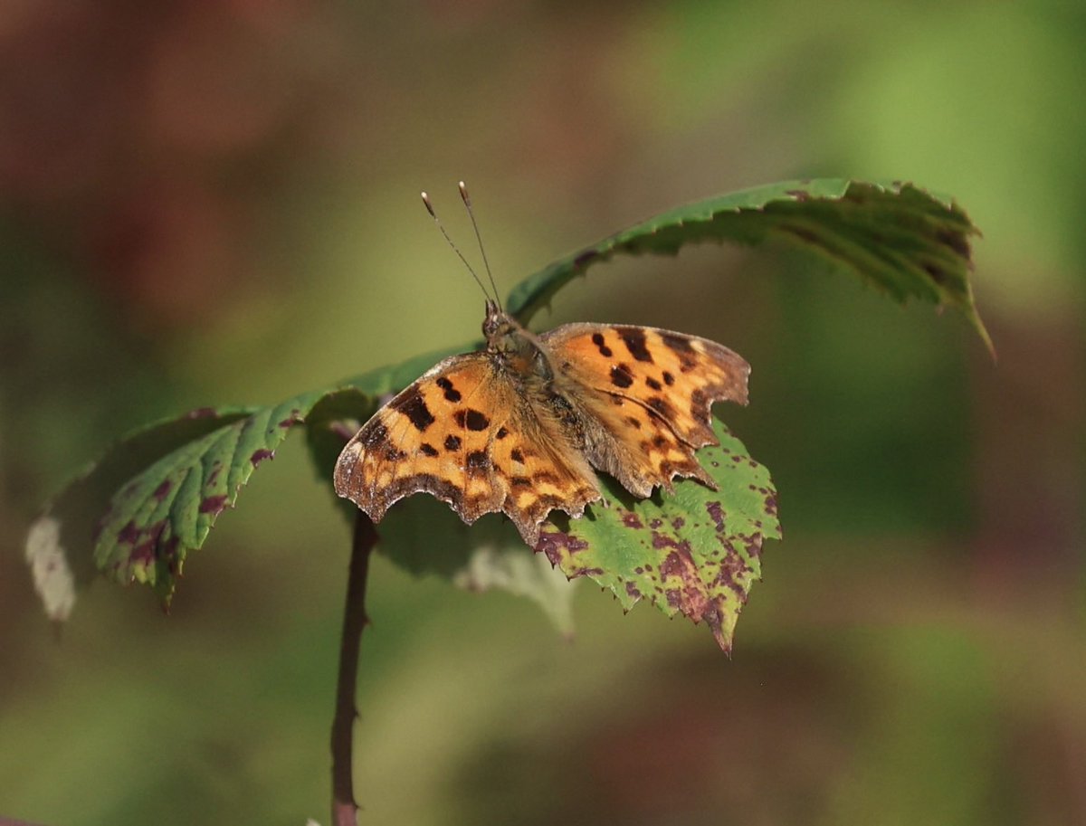 Nature pic for today: Comma butterfly in London