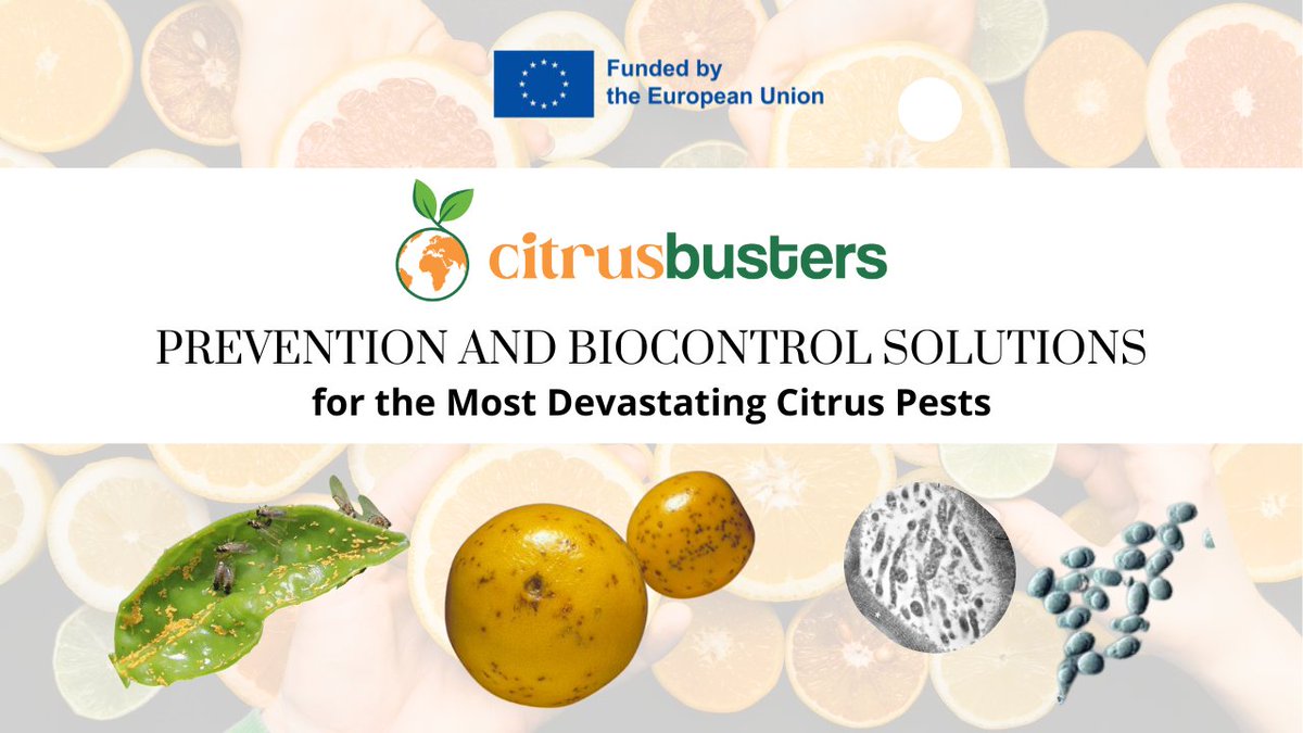 PEDAL Consulting (@pedalconsulting) on Twitter photo 🍊#Citrus under threat
Climate change & global trade help #pests spread fast. Chemicals aren’t the answer.
<a href="/Citrusbusters/">Citrusbusters</a> takes a fresh approach: smart #detection, #resilient plants, & bio-based #control.
🎬 Check our plans in the #video: youtu.be/LyQ4TILswIQ 🍊#Citrus under threat
Climate change & global trade help #pests spread fast. Chemicals aren’t the answer.
<a href="/Citrusbusters/">Citrusbusters</a> takes a fresh approach: smart #detection, #resilient plants, & bio-based #control.
🎬 Check our plans in the #video: youtu.be/LyQ4TILswIQ