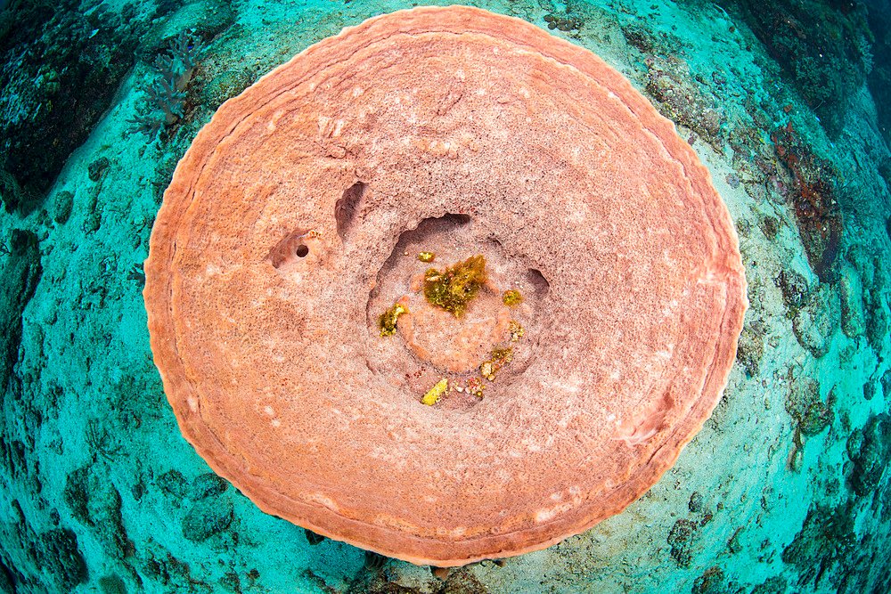 Discover harmony in every frame. Our "Circles" gallery is a stunning collection showcasing symmetry, balance, and elegance, from patterns in nature to architectural gems. Perfect for creative projects.
Explore now: robertharding.com/gallery/circle… #StockPhotography #DesignInspiration