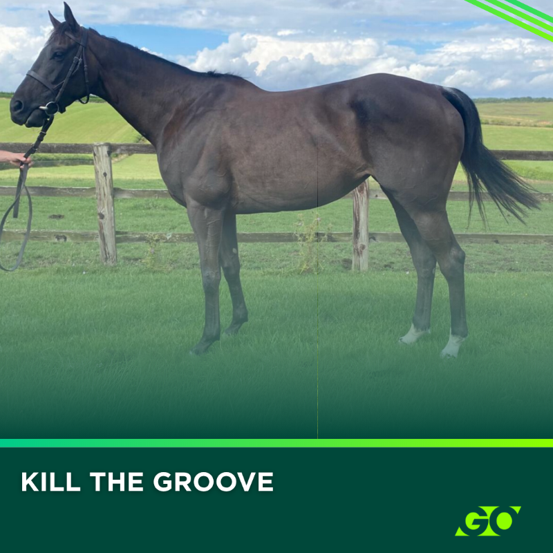 GoffsGo's tweet photo. 𝗕𝗶𝗱𝗱𝗶𝗻𝗴 𝗶𝘀 𝗼𝗽𝗲𝗻 𝗳𝗼𝗿 𝗞𝗜𝗟𝗟 𝗧𝗛𝗘 𝗚𝗥𝗢𝗢𝗩𝗘 🚨

5YO M by Getaway offered by @D_K_Racing that has placed multiple times 👀

Bidding closes 2.40pm tomorrow ⏳

#WhenYouKnowGO #GoffsGo