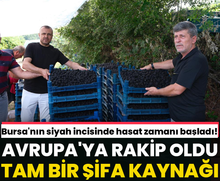 Bursa'nın siyah incisinde hasat zamanı! Avrupa'ya rakip oldu! Tam bir şifa kaynağı

gazetevatan.com/galeri/bursani…